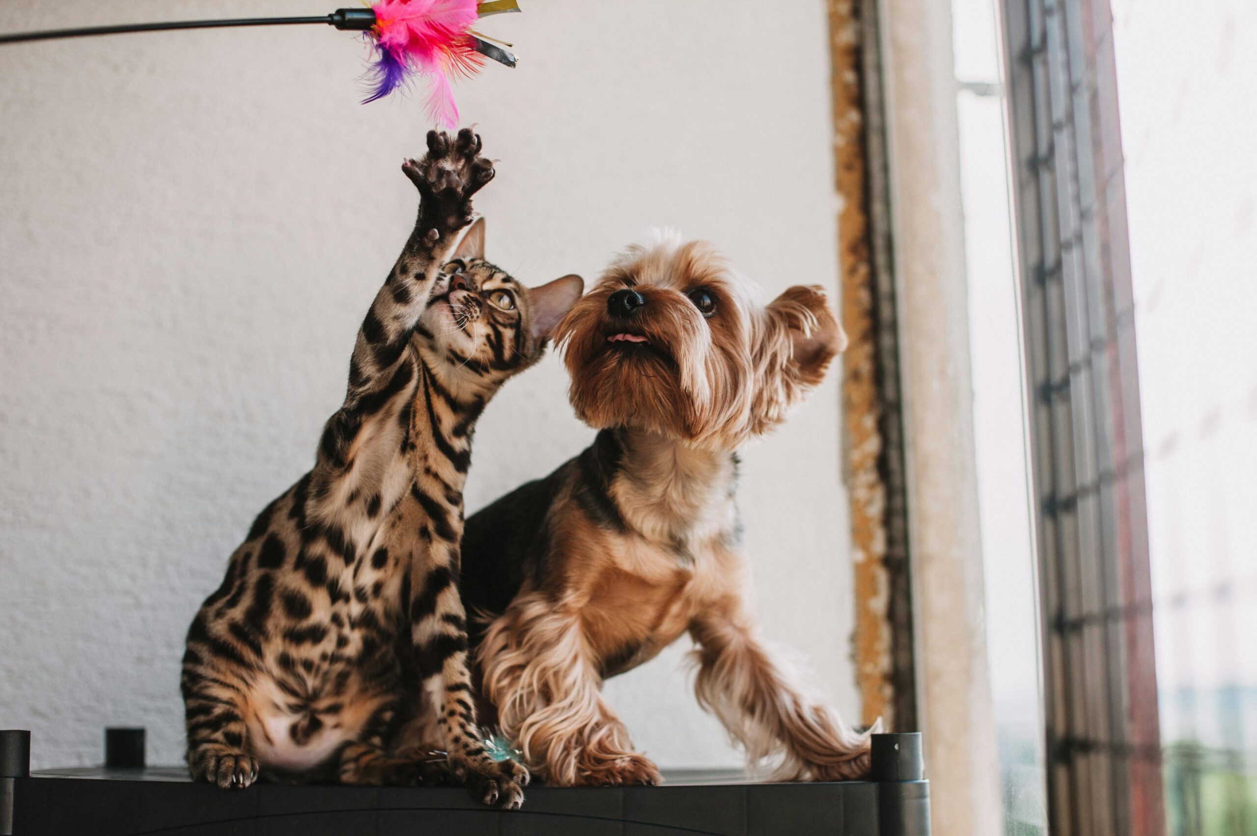 dog and cat care services in Port Coquitlam