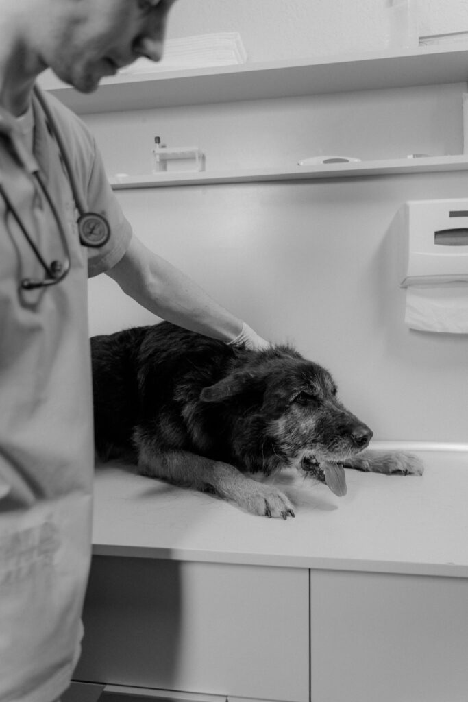 Veterinarian examining a dog during a wellness checkup at a Port Coquitlam animal hospital