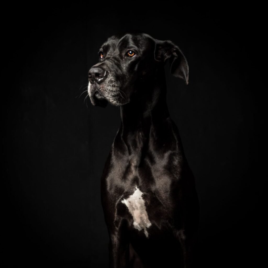 Great Dane, a deep-chested breed at higher risk of dog bloat (GDV)