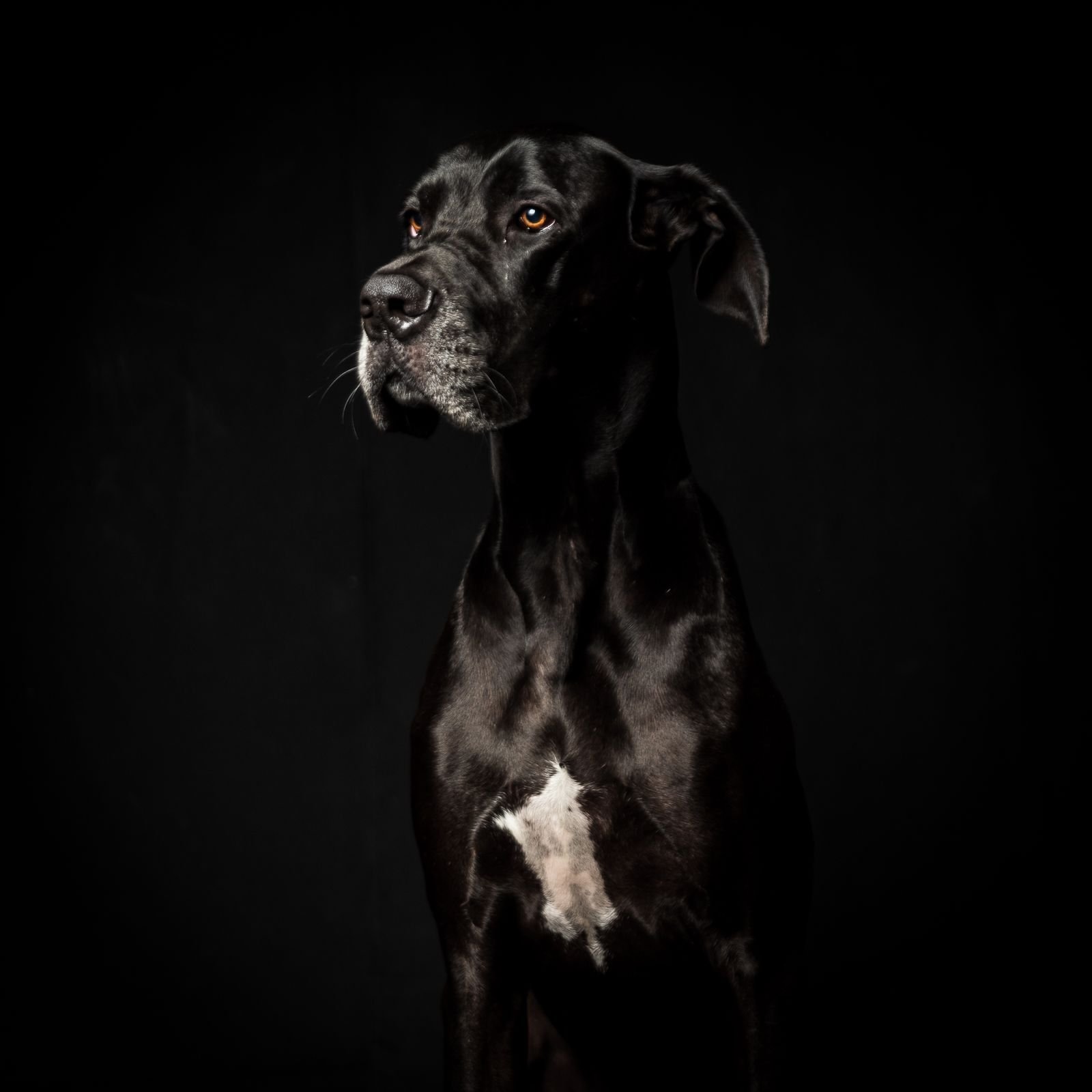 Great Dane, a deep-chested breed at higher risk of dog bloat (GDV)