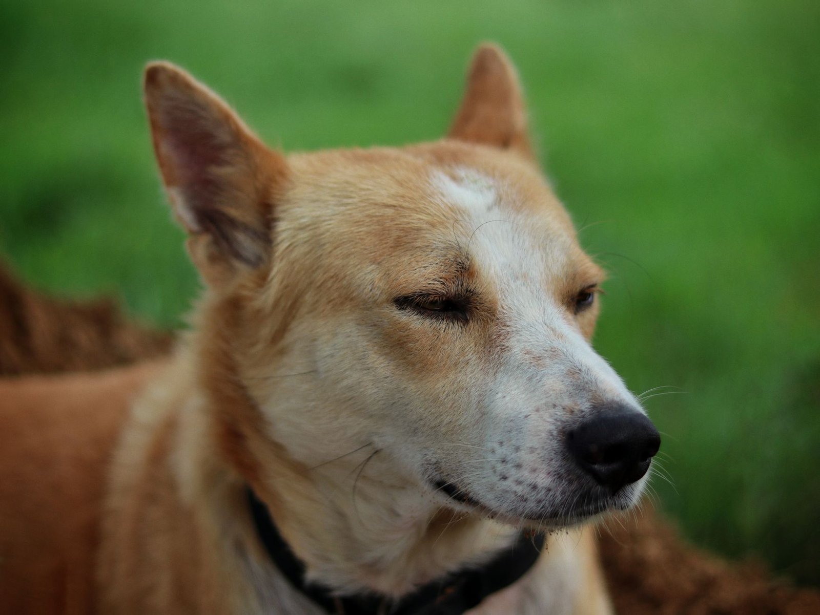 Close-up of a calm Canaan dog lying on grass, enjoying the peaceful outdoors.